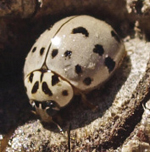 Photograph of adult ladybird beetle Olla v-nigrum.